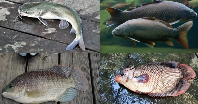 4 loại cá dễ “ngậm” kim loại nặng cần tránh xa 4 loại cá dễ “ngậm” kim loại nặng cần tránh xa